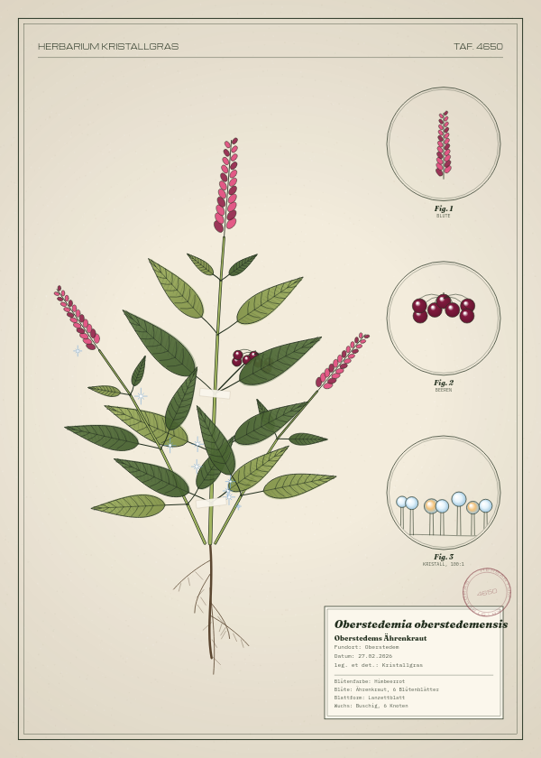 Botanische Tafel: Oberstedemia oberstedemensis, eine erfundene Pflanze aus Oberstedem, gezeichnet wie in einem alten Pflanzenatlas