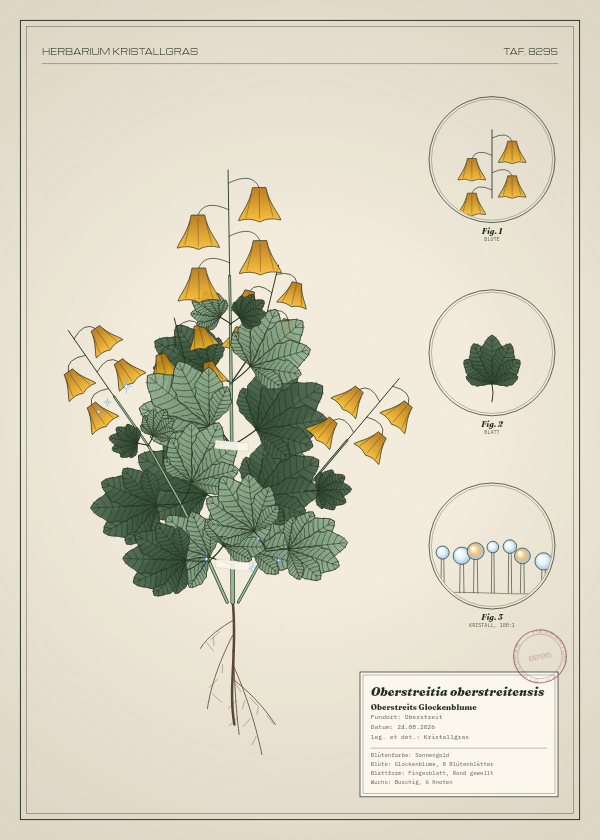 Botanische Tafel: Oberstreitia oberstreitensis, eine erfundene Pflanze aus Oberstreit, gezeichnet wie in einem alten Pflanzenatlas