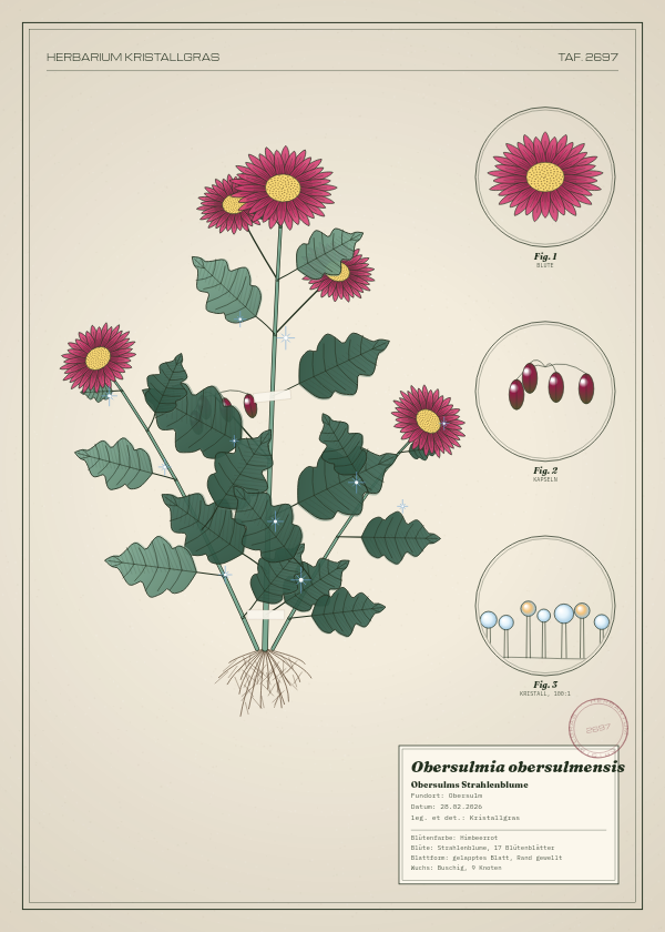 Botanische Tafel: Obersulmia obersulmensis, eine erfundene Pflanze aus Obersulm, gezeichnet wie in einem alten Pflanzenatlas
