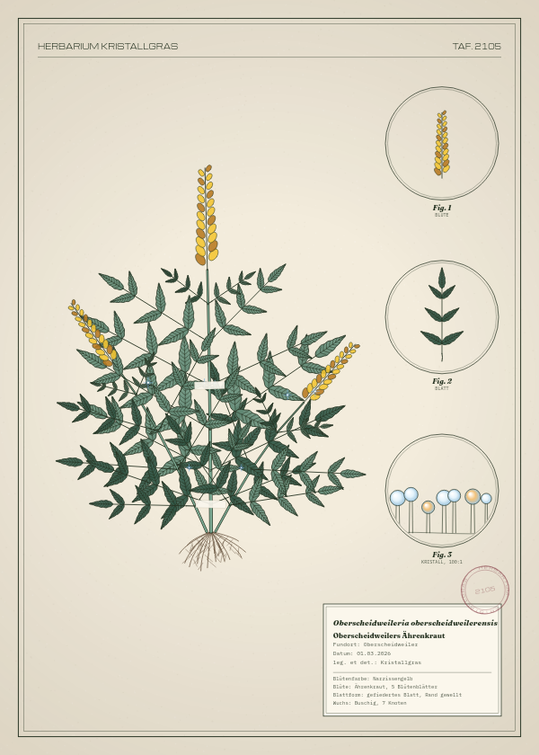 Botanische Tafel: Oberscheidweileria oberscheidweilerensis, eine erfundene Pflanze aus Oberscheidweiler, gezeichnet wie in einem alten Pflanzenatlas