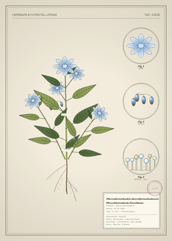 Botanische Tafel: Oberschlettenbachia oberschlettenbachensis, eine erfundene Pflanze aus Oberschlettenbach, gezeichnet wie in einem alten Pflanzenatlas