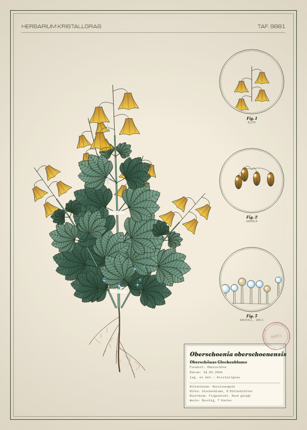 Botanische Tafel: Oberschoenia oberschoenensis, eine erfundene Pflanze aus Oberschöna, gezeichnet wie in einem alten Pflanzenatlas