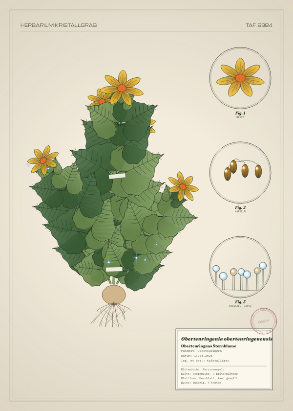 Botanische Tafel: Oberteuringenia oberteuringenensis, eine erfundene Pflanze aus Oberteuringen, gezeichnet wie in einem alten Pflanzenatlas