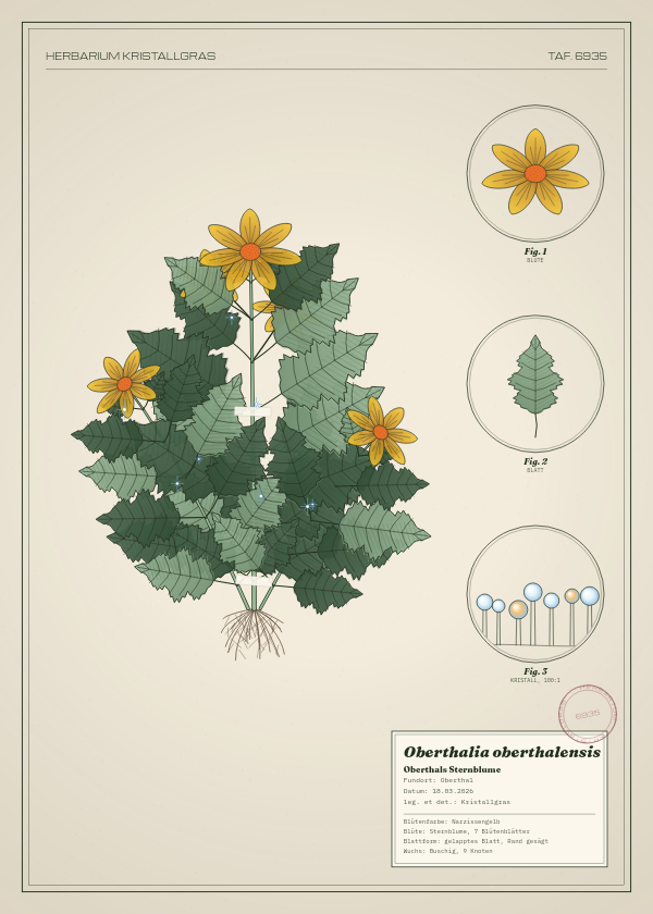 Botanische Tafel: Oberthalia oberthalensis, eine erfundene Pflanze aus Oberthal, gezeichnet wie in einem alten Pflanzenatlas