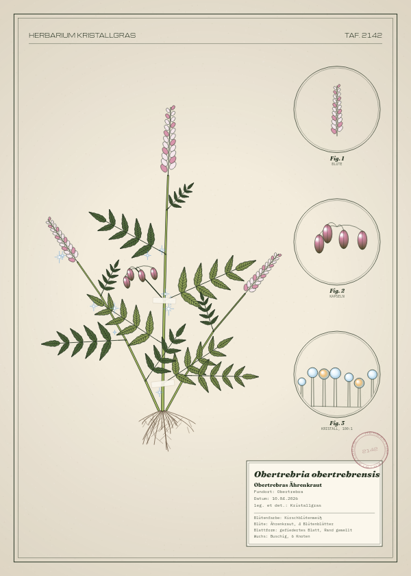 Botanische Tafel: Obertrebria obertrebrensis, eine erfundene Pflanze aus Obertrebra, gezeichnet wie in einem alten Pflanzenatlas
