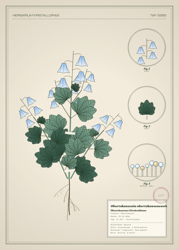 Botanische Tafel: Obertshausenia obertshausenensis, eine erfundene Pflanze aus Obertshausen, gezeichnet wie in einem alten Pflanzenatlas
