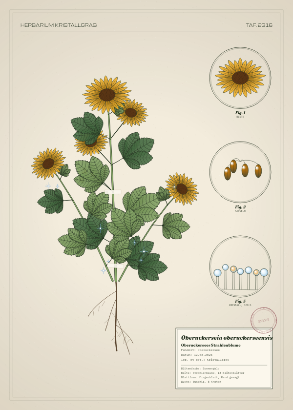 Botanische Tafel: Oberuckerseia oberuckerseensis, eine erfundene Pflanze aus Oberuckersee, gezeichnet wie in einem alten Pflanzenatlas