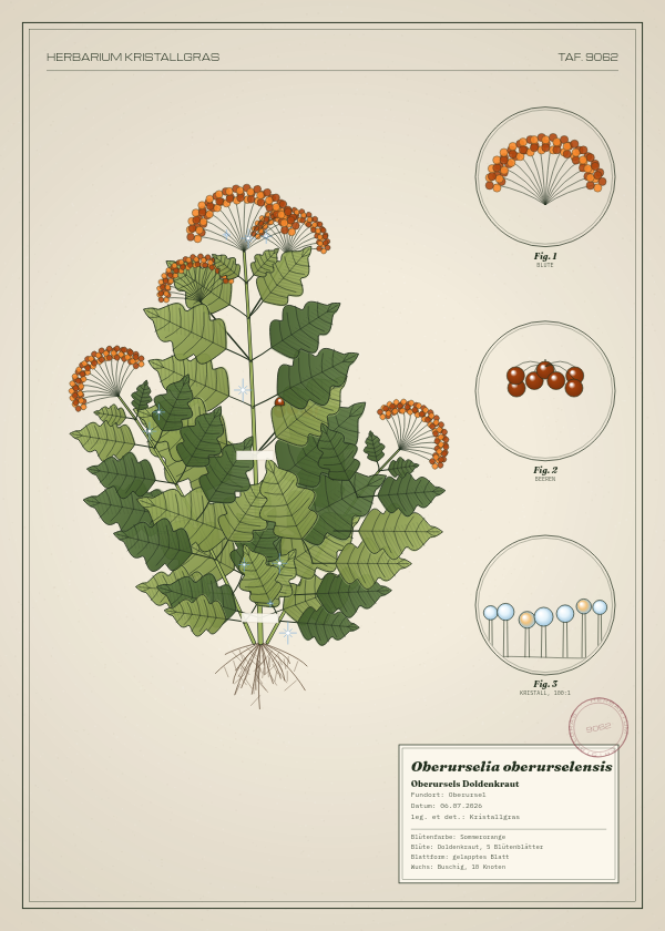 Botanische Tafel: Oberurselia oberurselensis, eine erfundene Pflanze aus Oberursel, gezeichnet wie in einem alten Pflanzenatlas