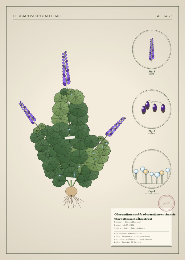 Botanische Tafel: Oberwallmenachia oberwallmenachensis, eine erfundene Pflanze aus Oberwallmenach, gezeichnet wie in einem alten Pflanzenatlas