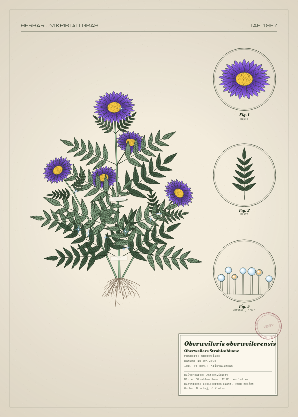 Botanische Tafel: Oberweileria oberweilerensis, eine erfundene Pflanze aus Oberweiler, gezeichnet wie in einem alten Pflanzenatlas