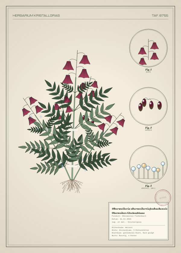 Botanische Tafel: Oberweileria oberweilertiefenbachensis, eine erfundene Pflanze aus Oberweiler-Tiefenbach, gezeichnet wie in einem alten Pflanzenatlas