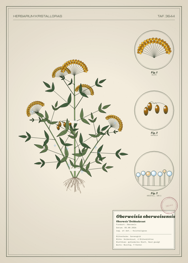 Botanische Tafel: Oberweisia oberweisensis, eine erfundene Pflanze aus Oberweis, gezeichnet wie in einem alten Pflanzenatlas