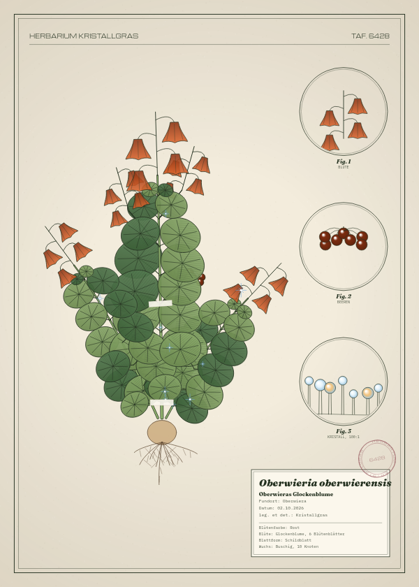Botanische Tafel: Oberwieria oberwierensis, eine erfundene Pflanze aus Oberwiera, gezeichnet wie in einem alten Pflanzenatlas
