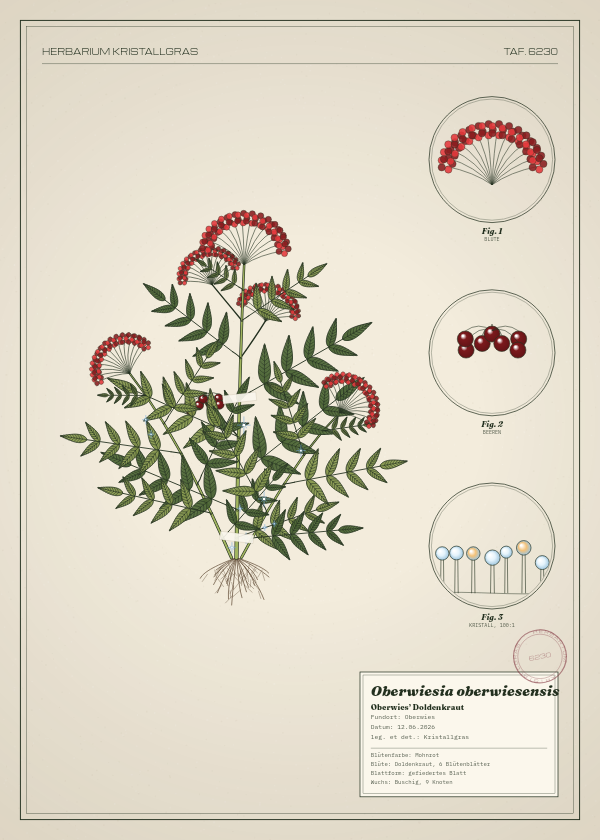 Botanische Tafel: Oberwiesia oberwiesensis, eine erfundene Pflanze aus Oberwies, gezeichnet wie in einem alten Pflanzenatlas