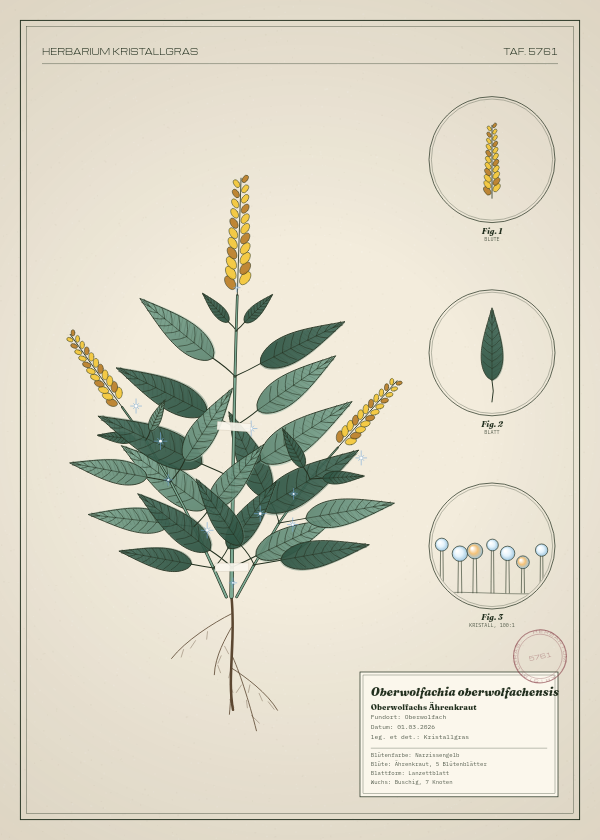 Botanische Tafel: Oberwolfachia oberwolfachensis, eine erfundene Pflanze aus Oberwolfach, gezeichnet wie in einem alten Pflanzenatlas