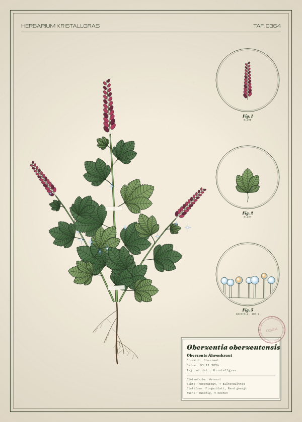 Botanische Tafel: Oberzentia oberzentensis, eine erfundene Pflanze aus Oberzent, gezeichnet wie in einem alten Pflanzenatlas