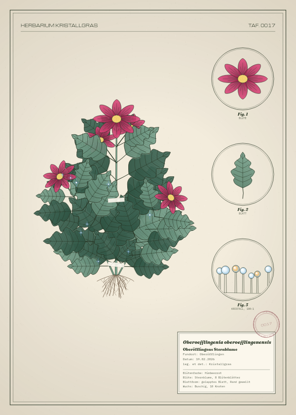 Botanische Tafel: Oberoefflingenia oberoefflingenensis, eine erfundene Pflanze aus Oberöfflingen, gezeichnet wie in einem alten Pflanzenatlas