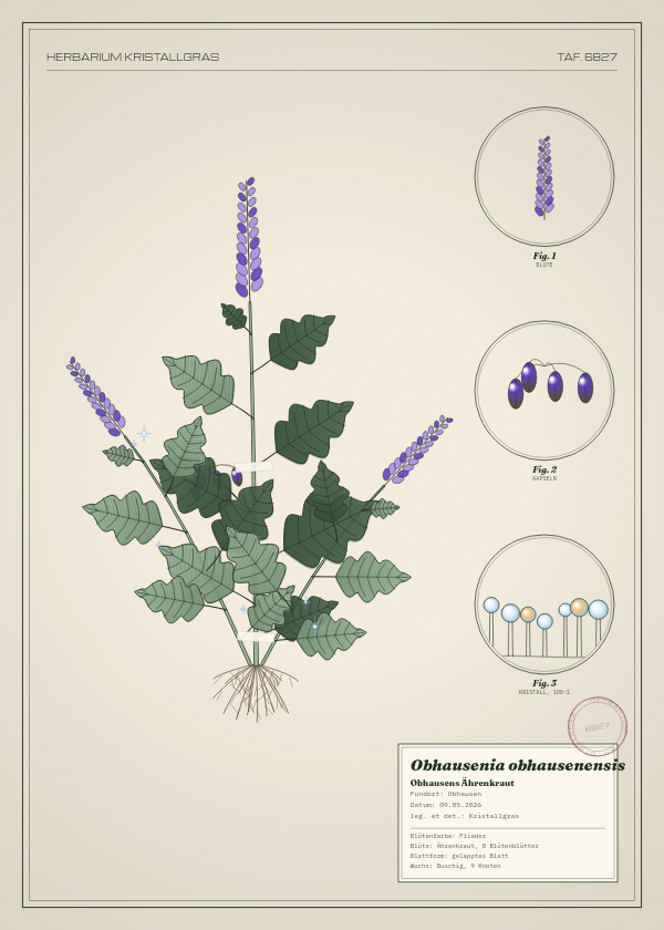 Botanische Tafel: Obhausenia obhausenensis, eine erfundene Pflanze aus Obhausen, gezeichnet wie in einem alten Pflanzenatlas