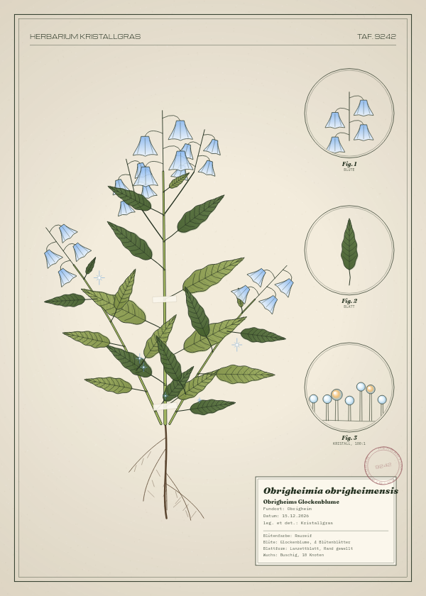 Botanische Tafel: Obrigheimia obrigheimensis, eine erfundene Pflanze aus Obrigheim, gezeichnet wie in einem alten Pflanzenatlas