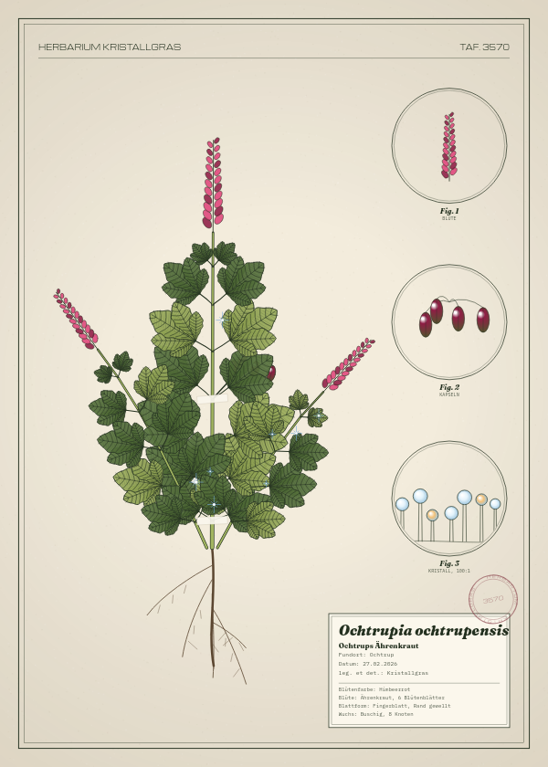 Botanische Tafel: Ochtrupia ochtrupensis, eine erfundene Pflanze aus Ochtrup, gezeichnet wie in einem alten Pflanzenatlas
