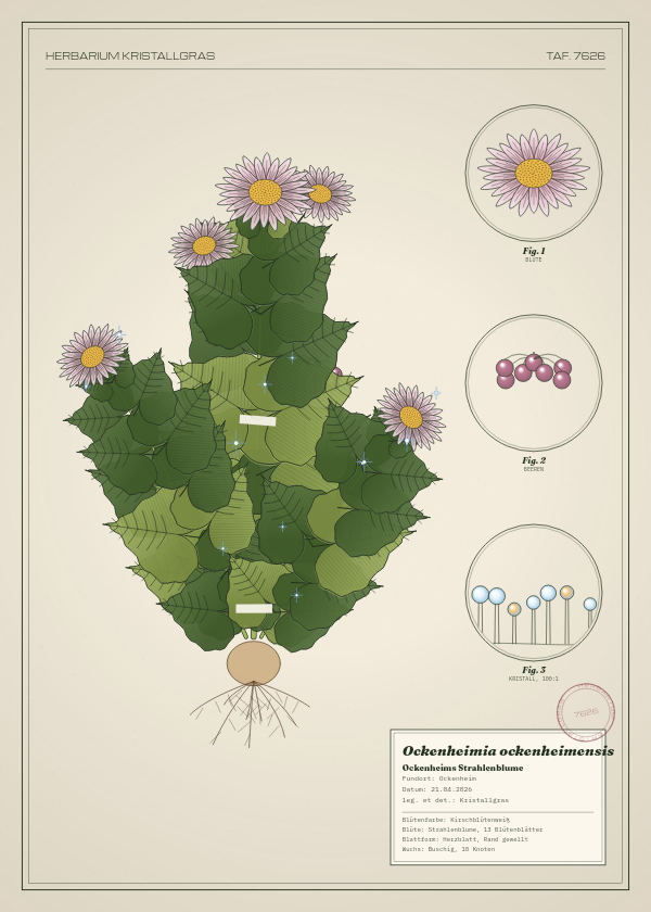 Botanische Tafel: Ockenheimia ockenheimensis, eine erfundene Pflanze aus Ockenheim, gezeichnet wie in einem alten Pflanzenatlas