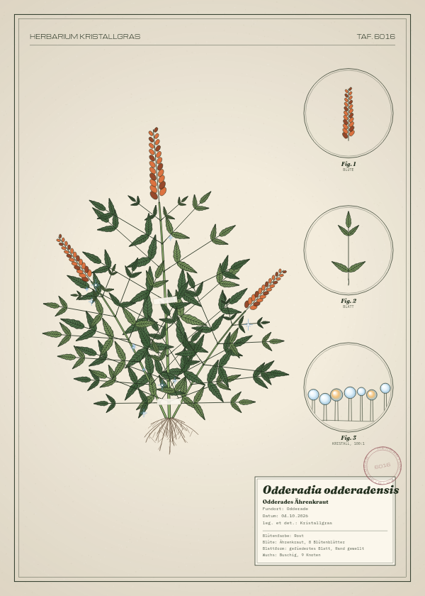 Botanische Tafel: Odderadia odderadensis, eine erfundene Pflanze aus Odderade, gezeichnet wie in einem alten Pflanzenatlas