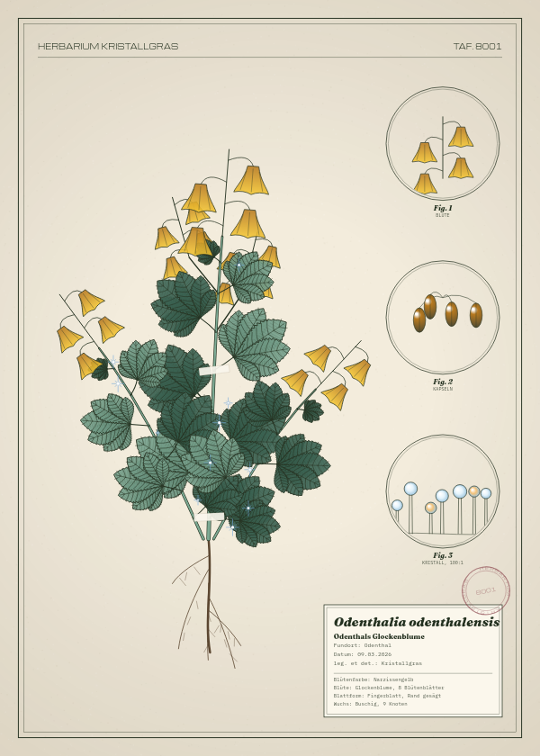 Botanische Tafel: Odenthalia odenthalensis, eine erfundene Pflanze aus Odenthal, gezeichnet wie in einem alten Pflanzenatlas