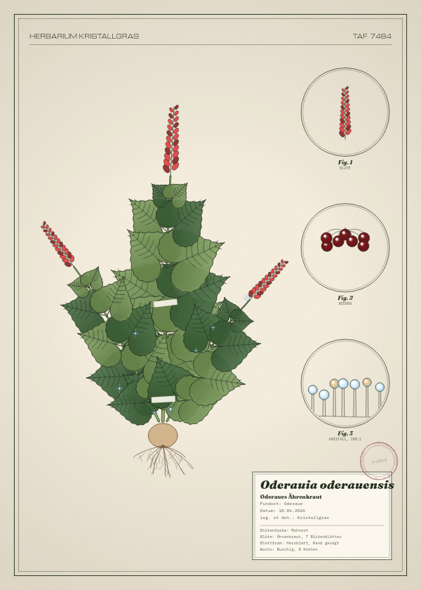 Botanische Tafel: Oderauia oderauensis, eine erfundene Pflanze aus Oderaue, gezeichnet wie in einem alten Pflanzenatlas