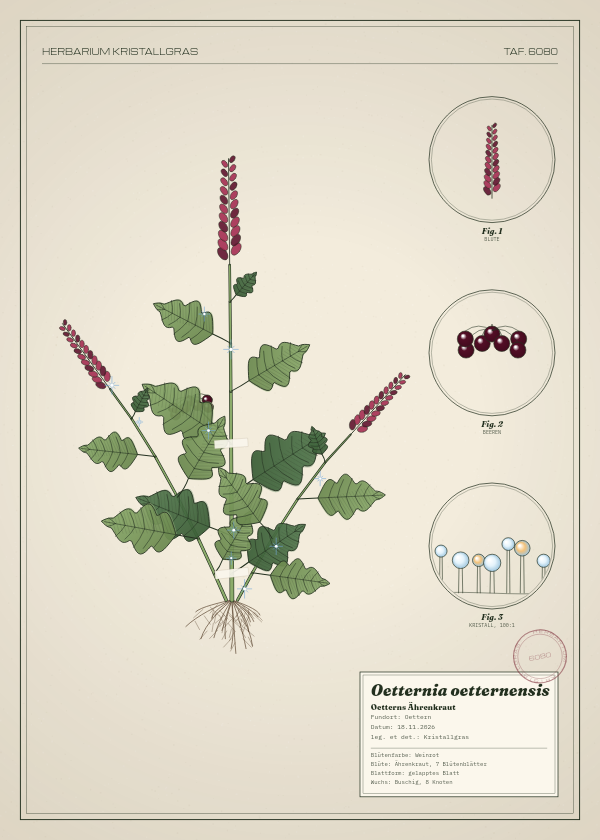 Botanische Tafel: Oetternia oetternensis, eine erfundene Pflanze aus Oettern, gezeichnet wie in einem alten Pflanzenatlas