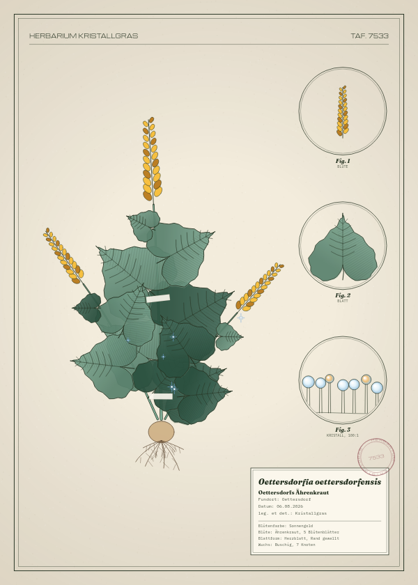 Botanische Tafel: Oettersdorfia oettersdorfensis, eine erfundene Pflanze aus Oettersdorf, gezeichnet wie in einem alten Pflanzenatlas