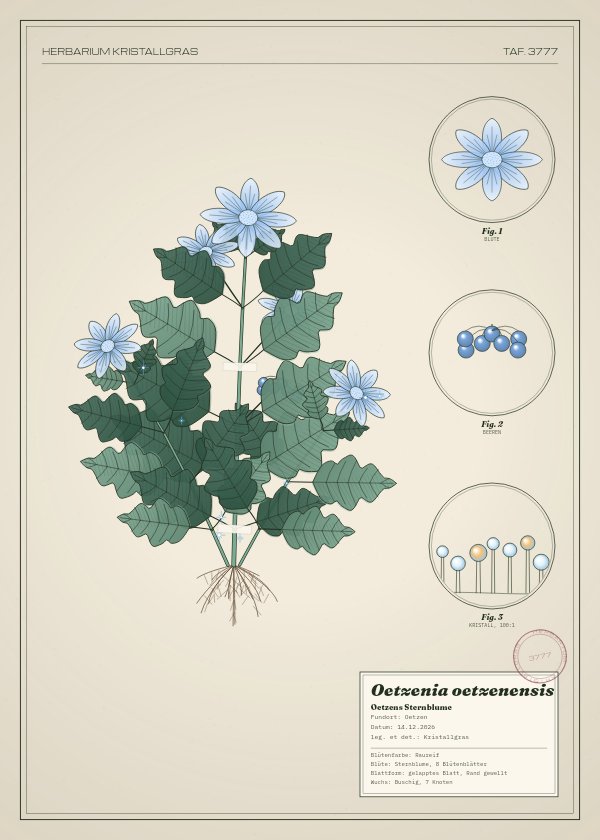 Botanische Tafel: Oetzenia oetzenensis, eine erfundene Pflanze aus Oetzen, gezeichnet wie in einem alten Pflanzenatlas
