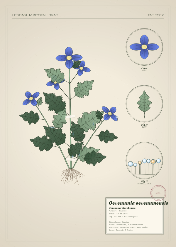 Botanische Tafel: Oevenumia oevenumensis, eine erfundene Pflanze aus Oevenum, gezeichnet wie in einem alten Pflanzenatlas