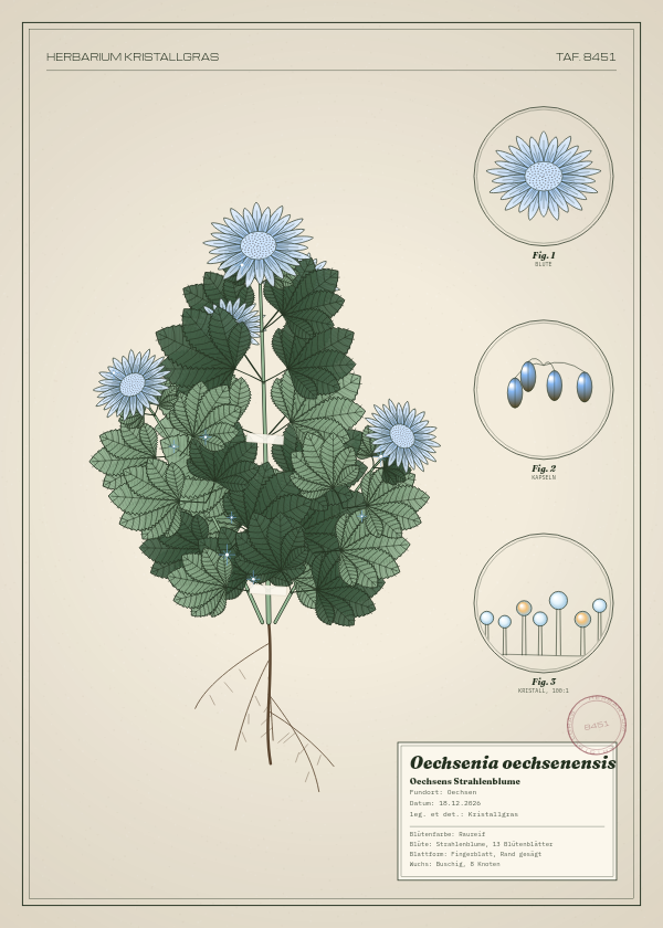 Botanische Tafel: Oechsenia oechsenensis, eine erfundene Pflanze aus Oechsen, gezeichnet wie in einem alten Pflanzenatlas