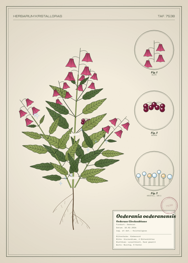 Botanische Tafel: Oederania oederanensis, eine erfundene Pflanze aus Oederan, gezeichnet wie in einem alten Pflanzenatlas