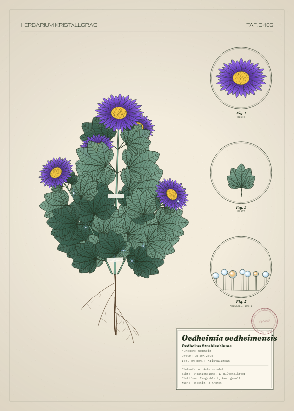 Botanische Tafel: Oedheimia oedheimensis, eine erfundene Pflanze aus Oedheim, gezeichnet wie in einem alten Pflanzenatlas