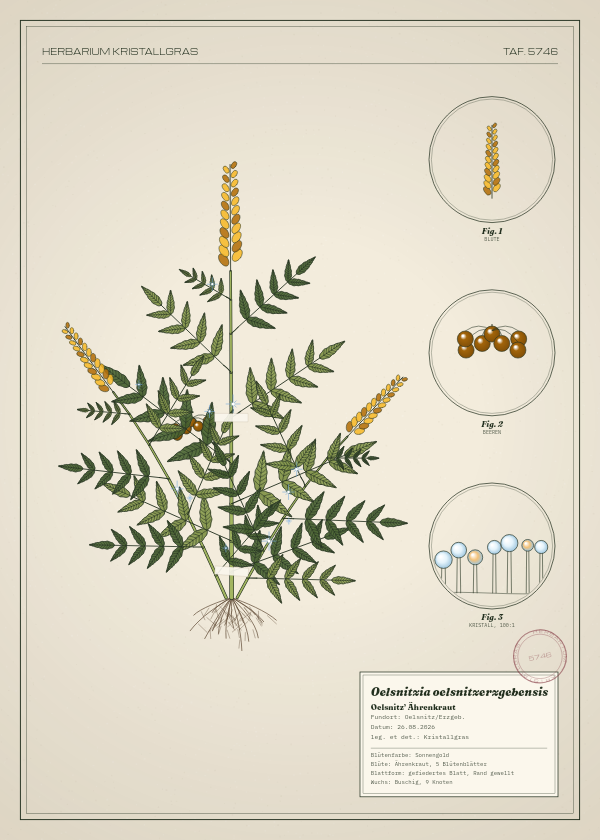 Botanische Tafel: Oelsnitzia oelsnitzerzgebensis, eine erfundene Pflanze aus Oelsnitz/Erzgeb., gezeichnet wie in einem alten Pflanzenatlas