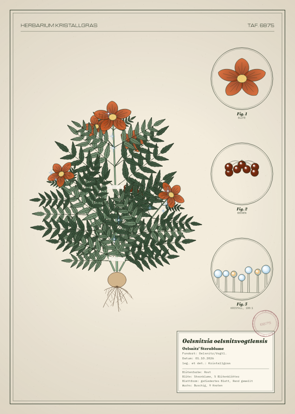 Botanische Tafel: Oelsnitzia oelsnitzvogtlensis, eine erfundene Pflanze aus Oelsnitz/Vogtl., gezeichnet wie in einem alten Pflanzenatlas