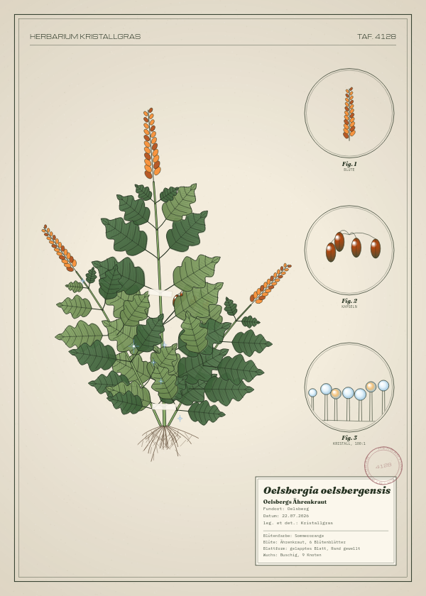 Botanische Tafel: Oelsbergia oelsbergensis, eine erfundene Pflanze aus Oelsberg, gezeichnet wie in einem alten Pflanzenatlas