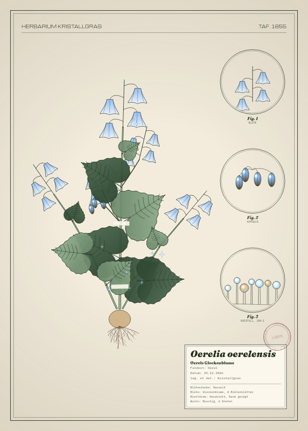 Botanische Tafel: Oerelia oerelensis, eine erfundene Pflanze aus Oerel, gezeichnet wie in einem alten Pflanzenatlas