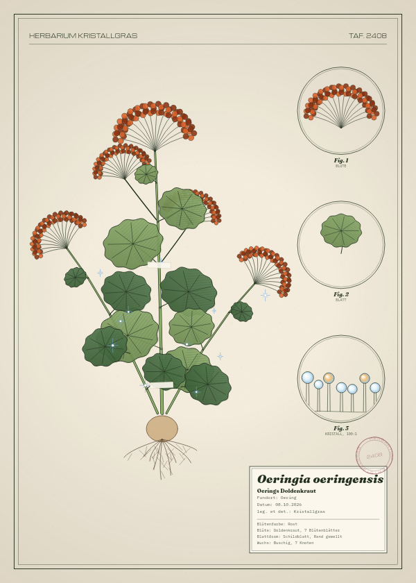 Botanische Tafel: Oeringia oeringensis, eine erfundene Pflanze aus Oering, gezeichnet wie in einem alten Pflanzenatlas
