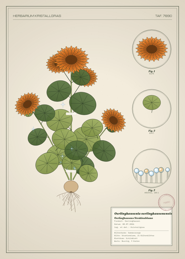 Botanische Tafel: Oerlinghausenia oerlinghausenensis, eine erfundene Pflanze aus Oerlinghausen, gezeichnet wie in einem alten Pflanzenatlas