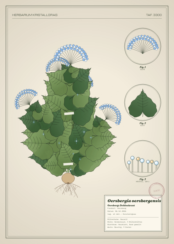 Botanische Tafel: Oersbergia oersbergensis, eine erfundene Pflanze aus Oersberg, gezeichnet wie in einem alten Pflanzenatlas