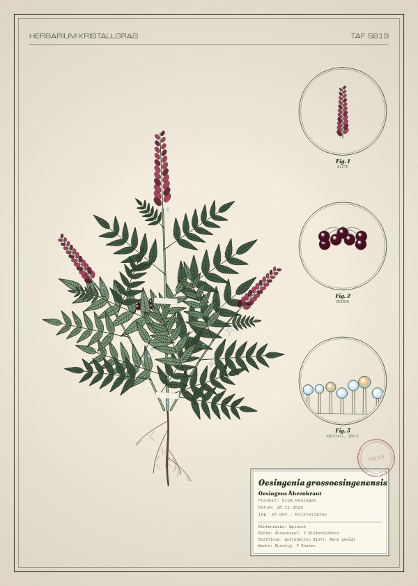 Botanische Tafel: Oesingenia grossoesingenensis, eine erfundene Pflanze aus Groß Oesingen, gezeichnet wie in einem alten Pflanzenatlas
