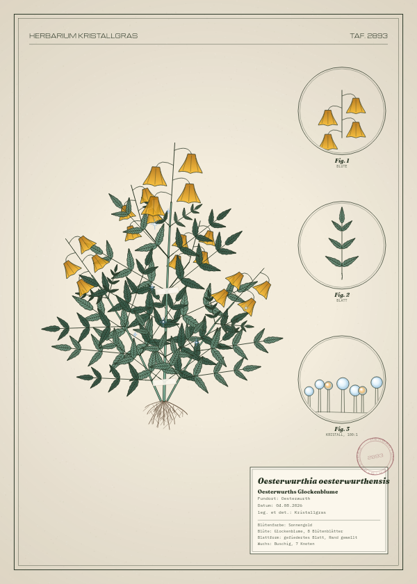 Botanische Tafel: Oesterwurthia oesterwurthensis, eine erfundene Pflanze aus Oesterwurth, gezeichnet wie in einem alten Pflanzenatlas