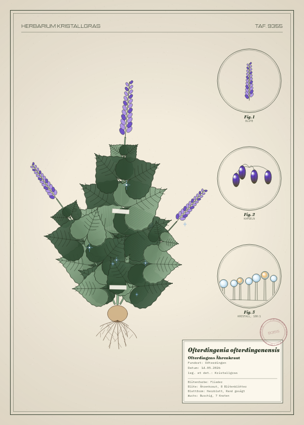 Botanische Tafel: Ofterdingenia ofterdingenensis, eine erfundene Pflanze aus Ofterdingen, gezeichnet wie in einem alten Pflanzenatlas