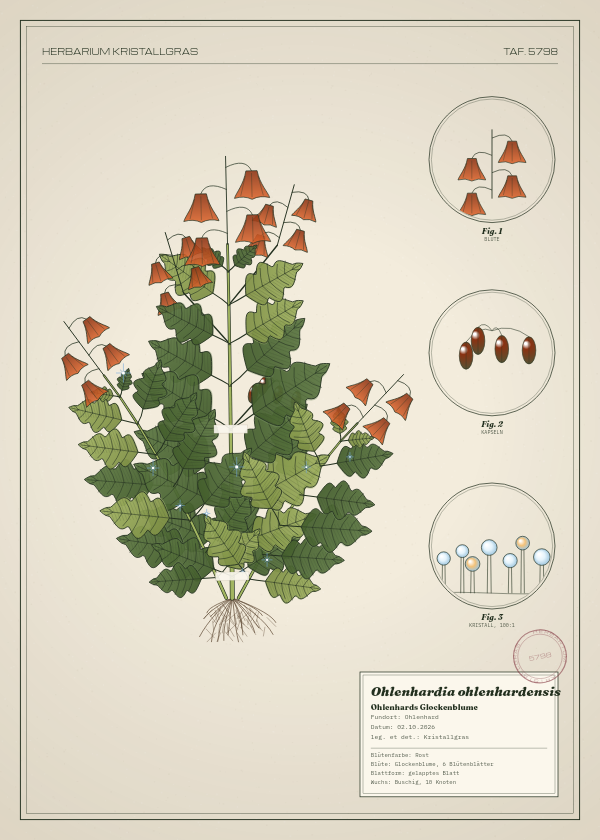 Botanische Tafel: Ohlenhardia ohlenhardensis, eine erfundene Pflanze aus Ohlenhard, gezeichnet wie in einem alten Pflanzenatlas