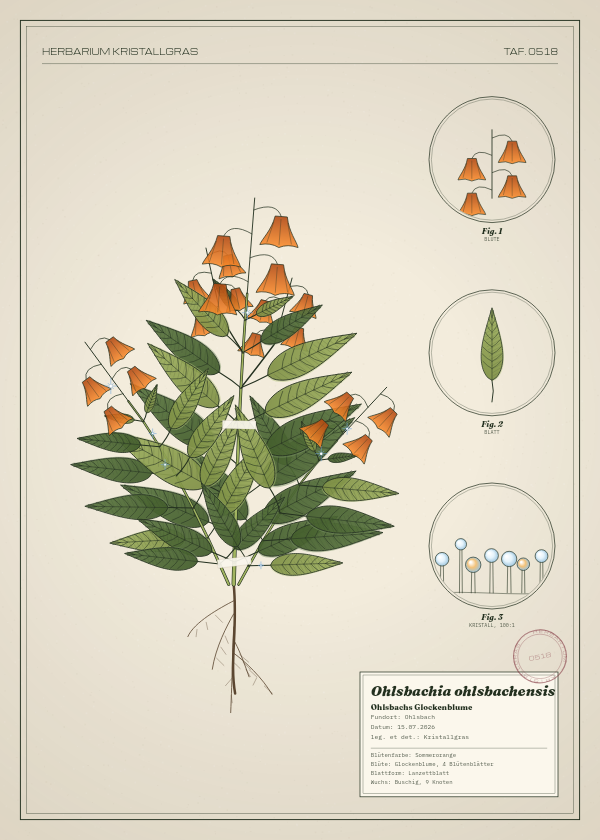 Botanische Tafel: Ohlsbachia ohlsbachensis, eine erfundene Pflanze aus Ohlsbach, gezeichnet wie in einem alten Pflanzenatlas