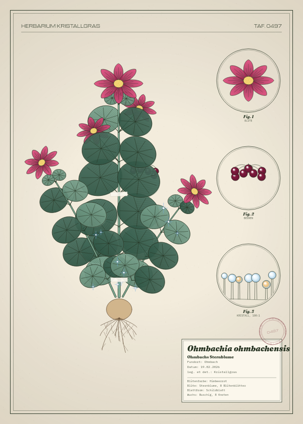 Botanische Tafel: Ohmbachia ohmbachensis, eine erfundene Pflanze aus Ohmbach, gezeichnet wie in einem alten Pflanzenatlas
