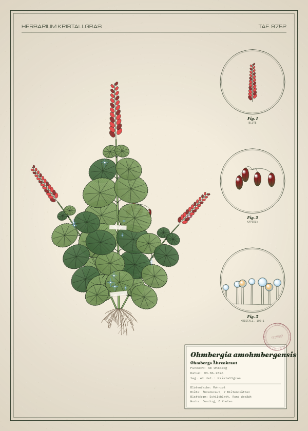 Botanische Tafel: Ohmbergia amohmbergensis, eine erfundene Pflanze aus Am Ohmberg, gezeichnet wie in einem alten Pflanzenatlas