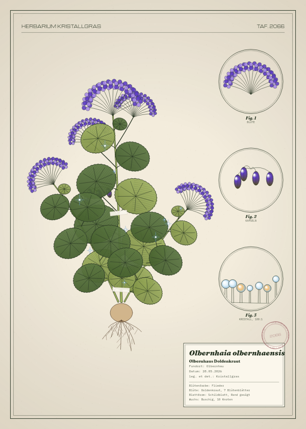 Botanische Tafel: Olbernhaia olbernhaensis, eine erfundene Pflanze aus Olbernhau, gezeichnet wie in einem alten Pflanzenatlas